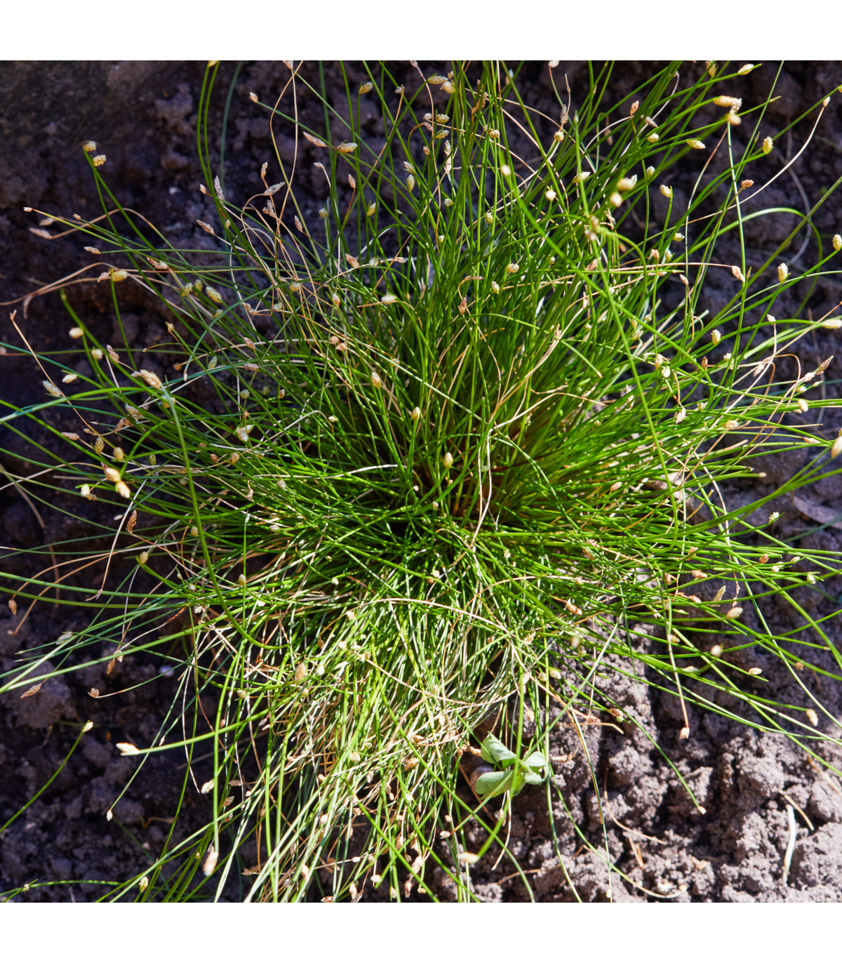 Isolepis Live Wire - Isolepis cernua - osivo okrasných trav - 10 ks