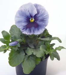 Violka Inspire stříbřitě modrá s okem F1 - Viola x wittrockiana - osivo violky - 20 ks