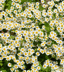 Řimbaba žlutá Golden Feverfew - Chrysanthemum parthenium - osivo řimbaby - 400 ks