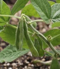 BIO Sója luštinatá Hokkai Green - Glycine max - bio osivo sóji - 20 ks