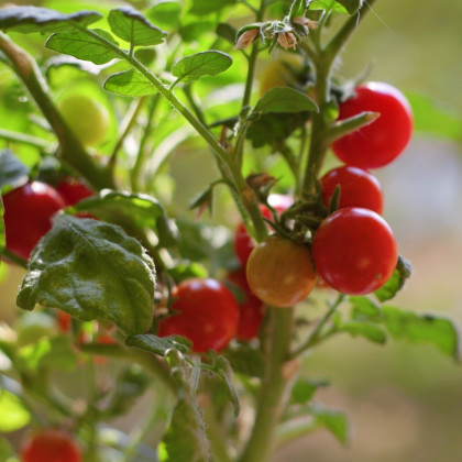 Rajče Bejbino F1 - Solanum lycopersicum - osivo rajčat - 7 ks