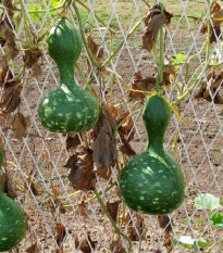 Tykev okrasná Indiánská lahev - Cucurbita pepo - osivo tykve - 8 ks