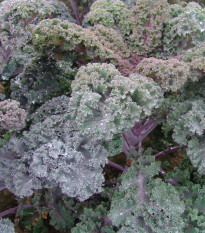 Kadeřávek Scarlet - Brassica oleracea - osivo kadeřávku - 150 ks