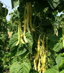 Fazole pnoucí Goldmarie - Phaseolus vulgaris - osivo fazole - 15 ks