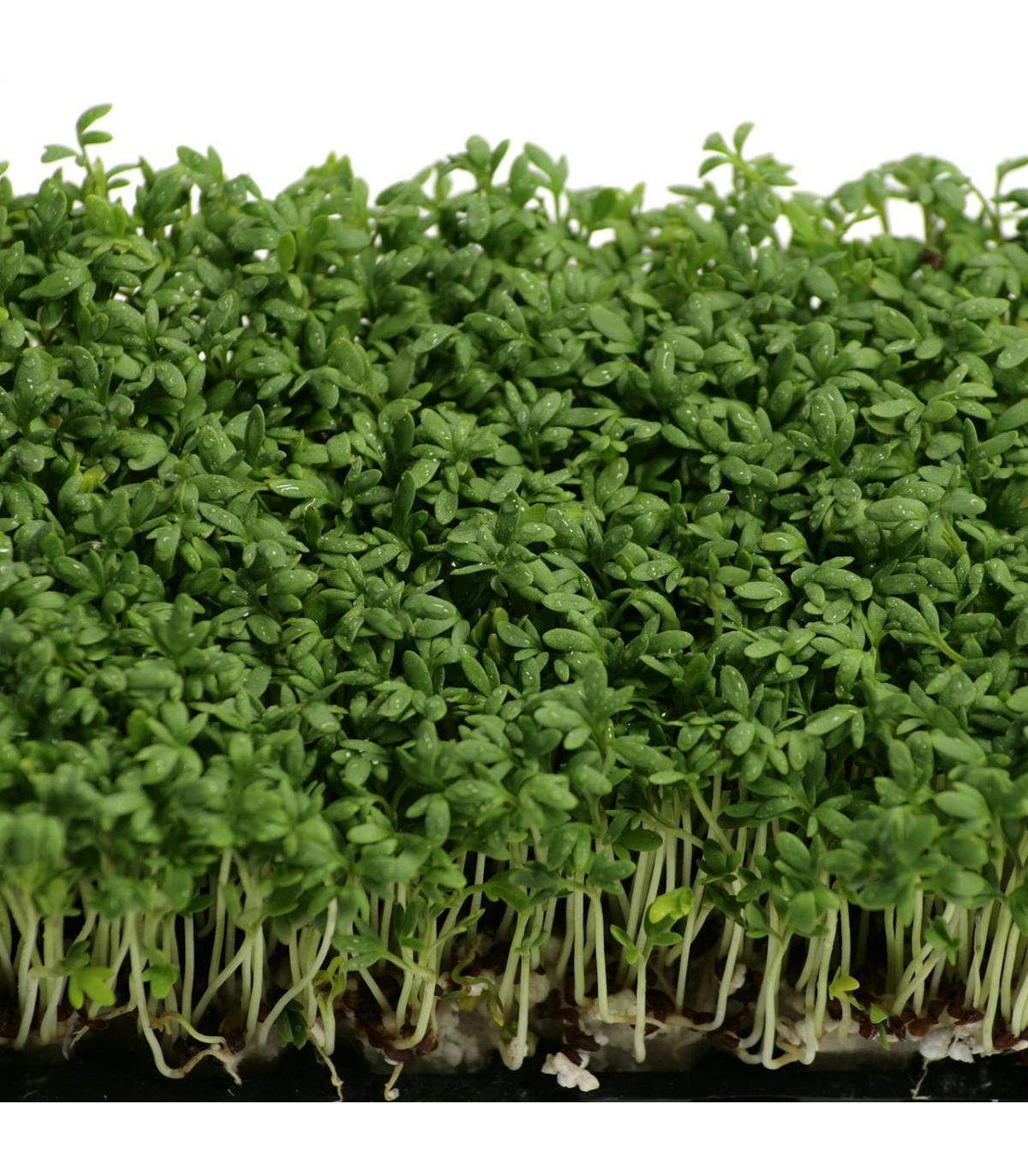 Řeřicha zahradní Mega - Lepidium sativum - osivo řeřichy - 800 ks