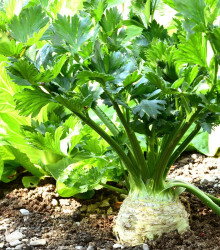 Celer bulvový Maxim - Apium graveolens - osivo celeru - 0,4 g