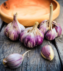 Sadbový česnek Germidour - nepaličák - Allium sativum - cibulky česneku - 1 balení