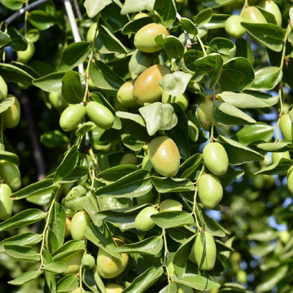 Jojoba - Zimostráz - Simmondsia chinensis - osivo jojoby - 6 ks