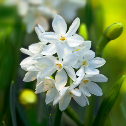 Narcis Paperwhite Ziva - Narcissus - cibule narcisů - 3 ks