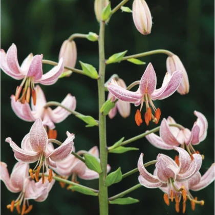 Lilie zlatohlavá Pink Morning - Lilium martagon - cibule lilií - 1 ks