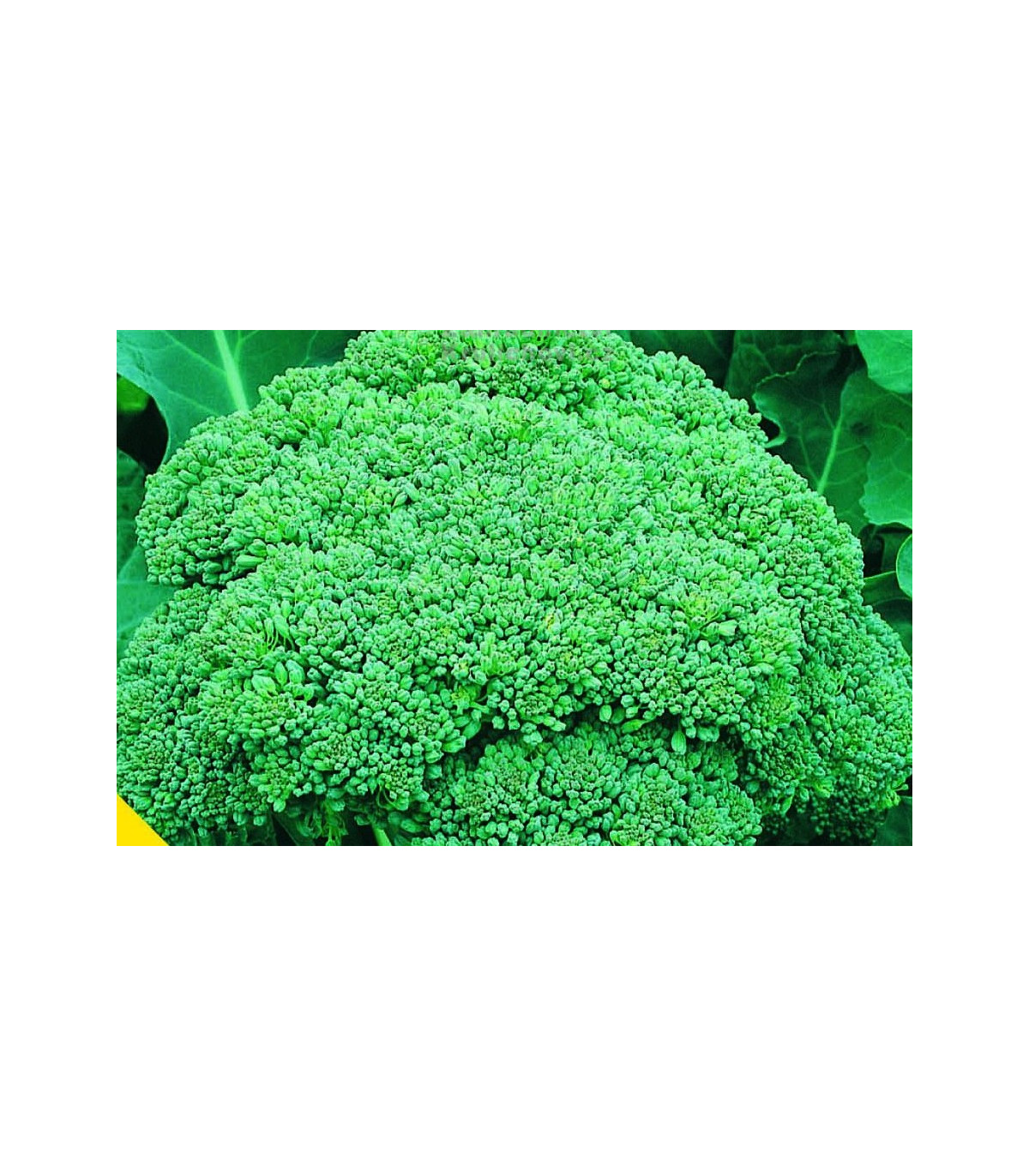 Brokolice Calabrese - Brassica oleracea L. - osivo brokolice - 180 ks