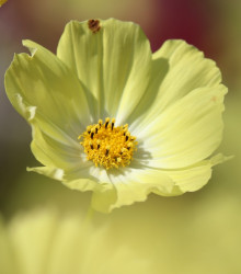 Krásenka Xanthos žlutá - Cosmos bipinnatus - osivo krásenky - 20 ks