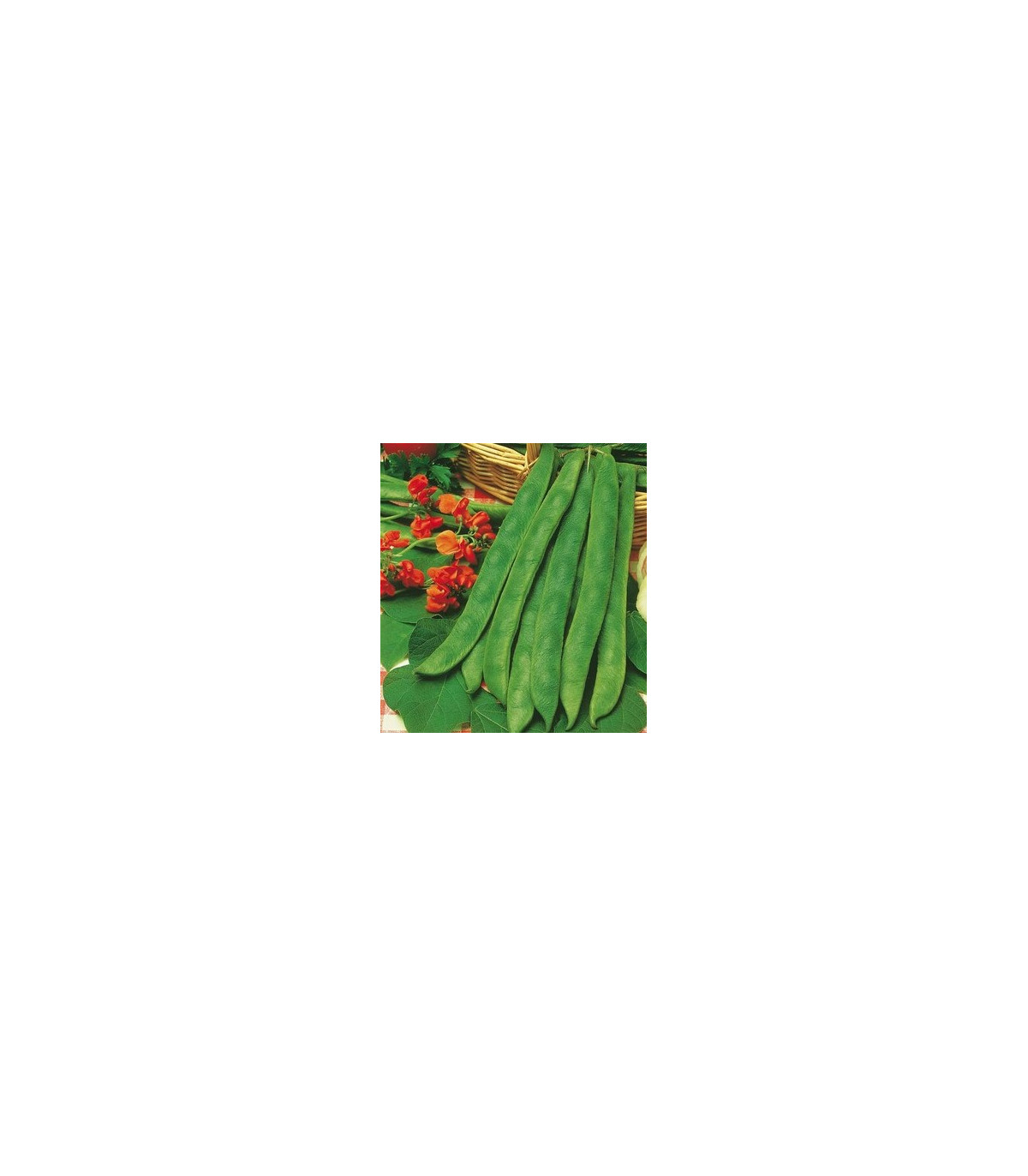 Fazole šarlatová pnoucí - Phaseolus coccineus - osivo fazole - 15 ks
