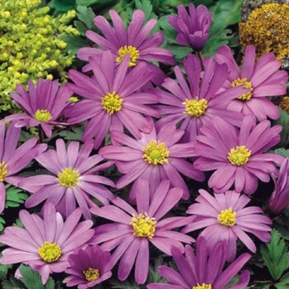 Sasanka vábná Violet Star - Anemone blanda - hlízy sasanek - 3 ks