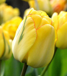 Tulipán plnokvětý Akebono - Tulipa - cibule tulipánů - 3 ks