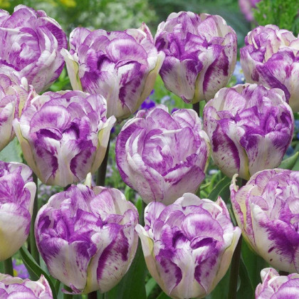 Tulipán plnokvětý Double Shirley - Tulipa - cibule tulipánů - 3 ks