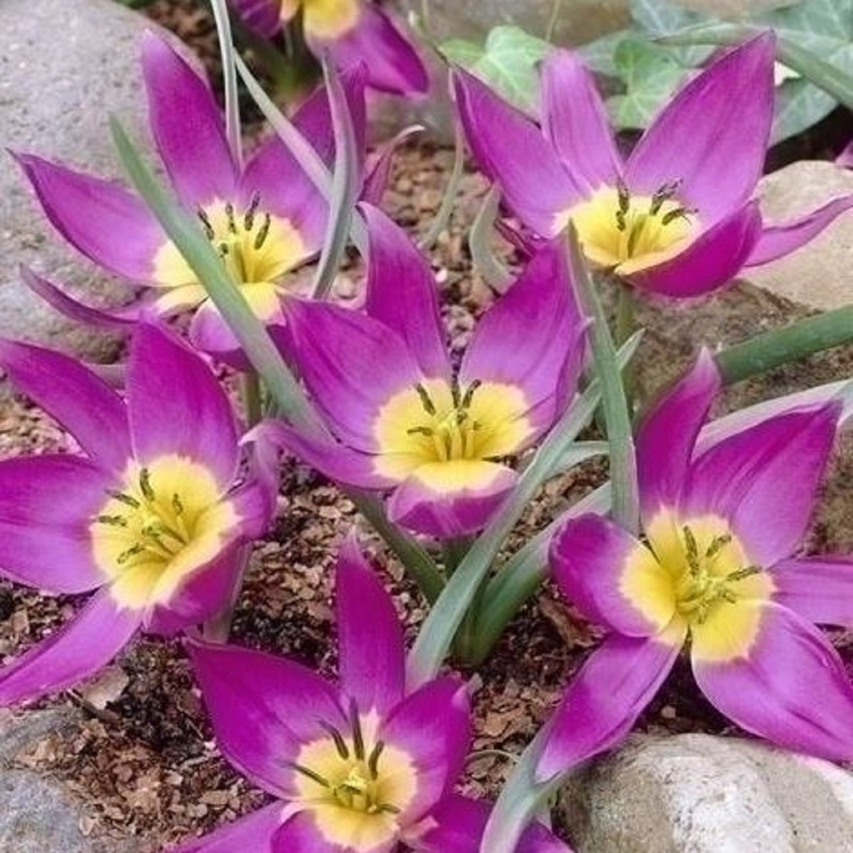 Tulipán Eastern Star pulchella - Tulipa - cibule tulipánů - 3 ks