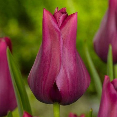 Tulipán Merlot - Tulipa - cibule tulipánů - 3 ks