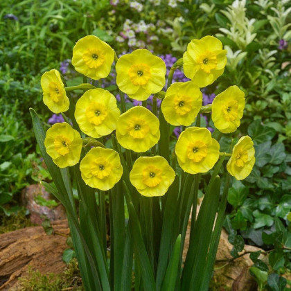 Narcis Sun Disc - Narcissus jonquilla - cibule narcisů  - 3 ks