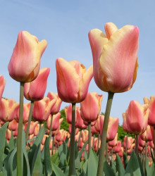 Tulipán Apricot Beauty - Tulipa - cibule tulipánů - 3 ks