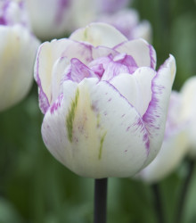 Tulipán Double Shirley plnokvětý - Tulipa - cibule tulipánů - 3 ks