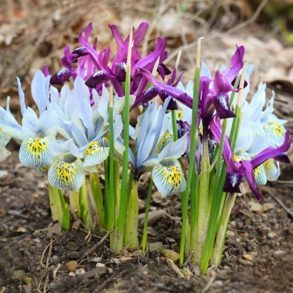 Nízké kosatce směs - Iris reticulata - cibule kosatců - 5 ks