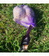 Sadbový česnek Havran - Allium sativum - ozimý paličák - 1 balení