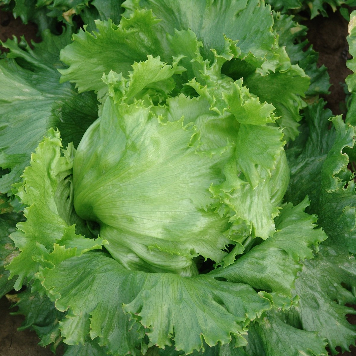 Salát hlávkový letní ledový Traper - Lactuca sativa L. - osivo salátu - 250 ks