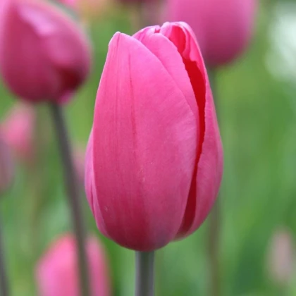 Tulipán Don Quichotte - Tulipa - cibule tulipánů - 3 ks