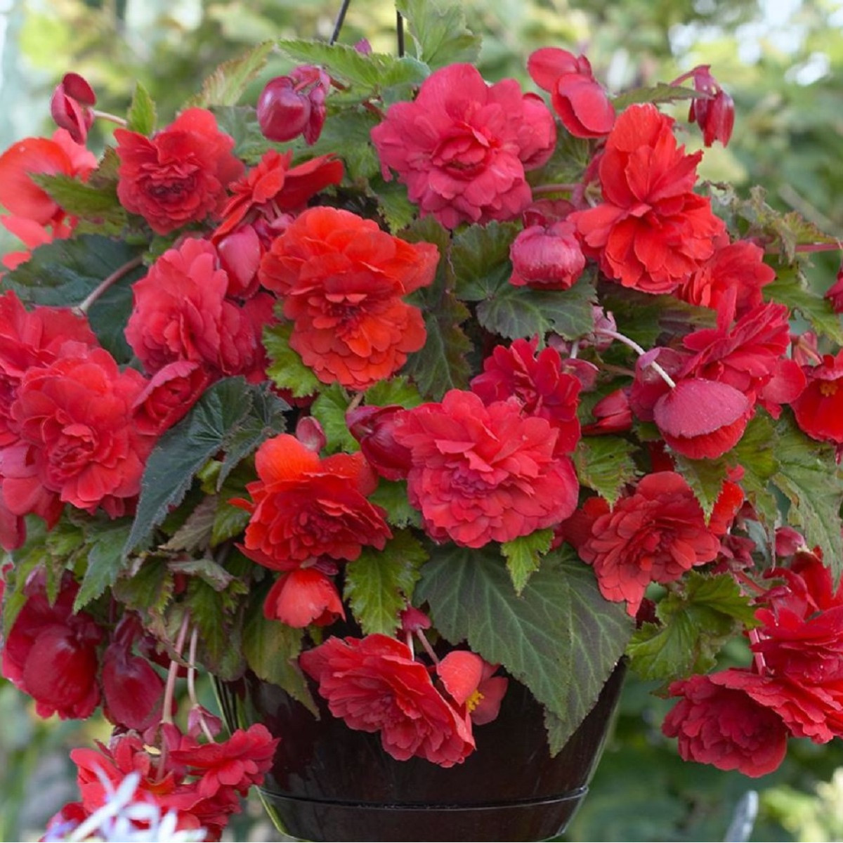 Převislá Begonie Red Glory - Begonia odorata - hlízy begonie - 2 ks
