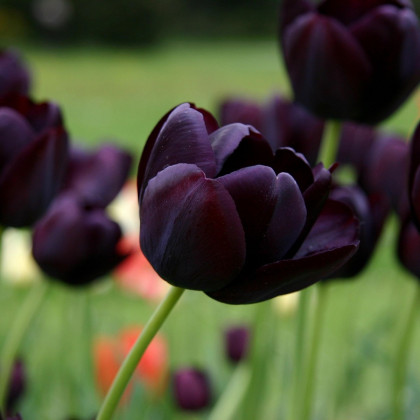 Tulipán Queen of Night - Tulipa - cibule tulipánů - 3 ks