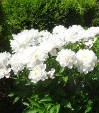 Pivoňka Gardenia - Paeonia lactiflora - hlízy pivoněk - 1 ks