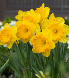 Narcis Carlton - Narcissus - cibule narcisů - 3 ks
