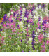 BIO Šalvěj zahradní - Salvia viridis - bio osivo šalvěje - 30 ks