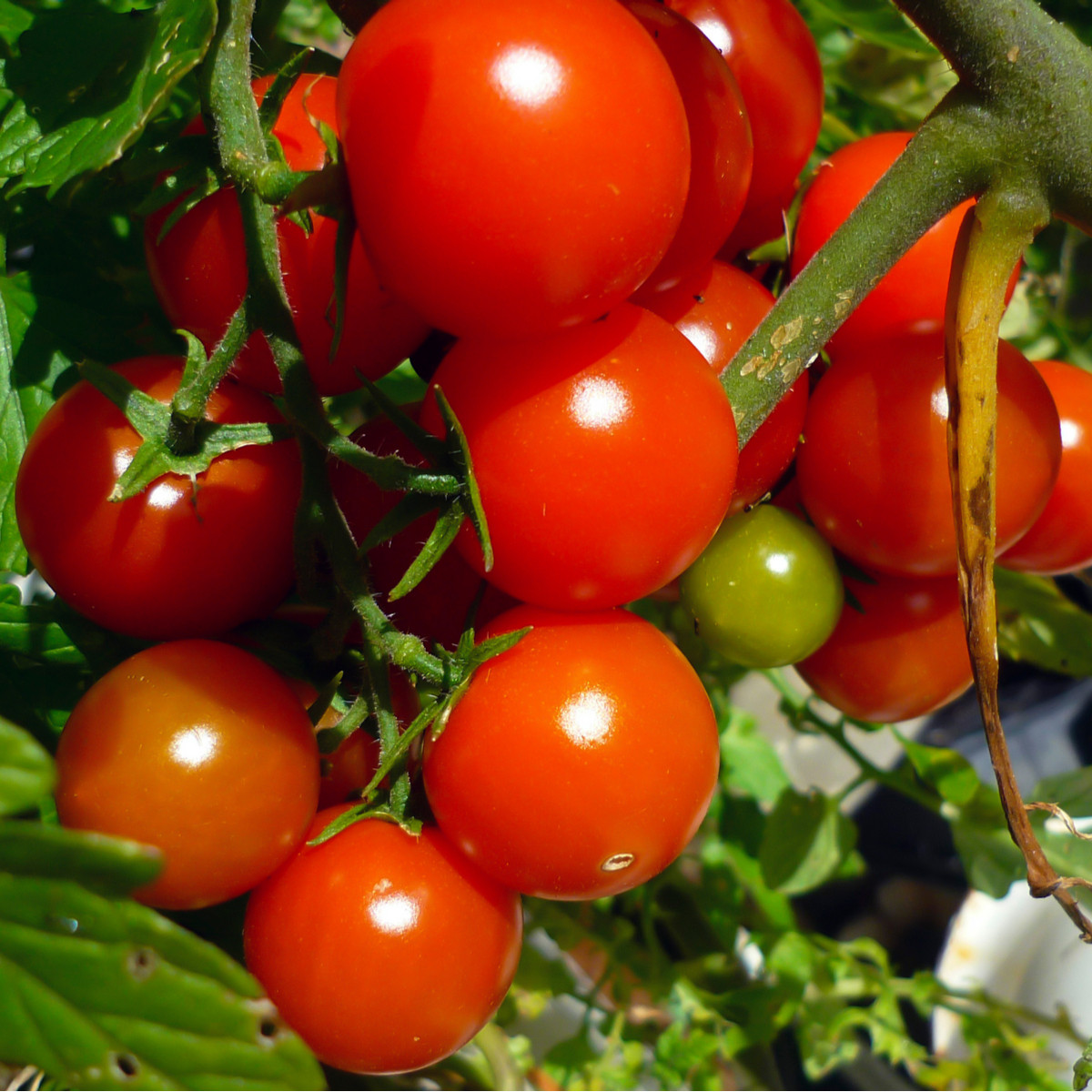 Rajče keříčkové Gartenperle - Solanum lycopersicum  - osivo rajčat - 10 ks