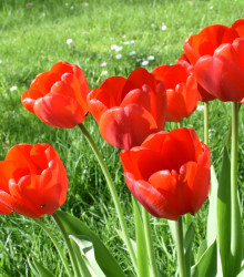 Tulipán Apeldoorn - Tulipa - cibule tulipánů - 3 ks