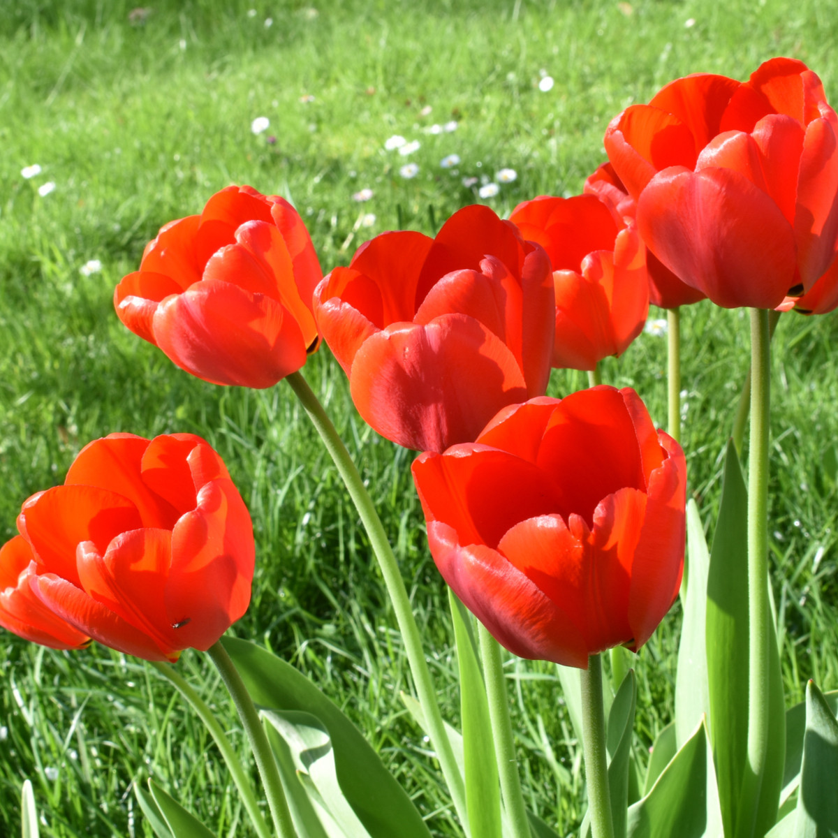 Tulipán Apeldoorn - Tulipa - cibule tulipánů - 3 ks