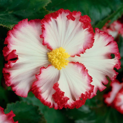 Begonie Marginata bílá - Begonia crispa - hlízy begonie - 2 ks