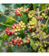 Kávovník arabský Costa Rica 95  – Coffea arabica – prodej semen
