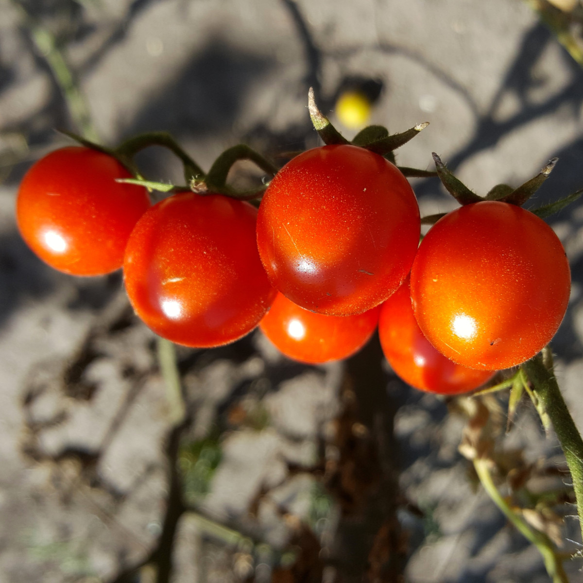 BIO Rajče Primabella PhR - Solanum lycopersicum - bio osivo rajčat - 8 ks