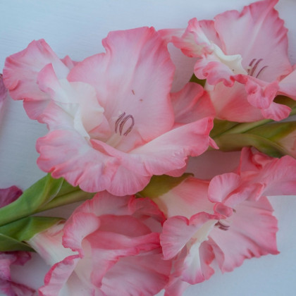 Gladiol Pink Lady – Gladiolus – mečíky – hlízy