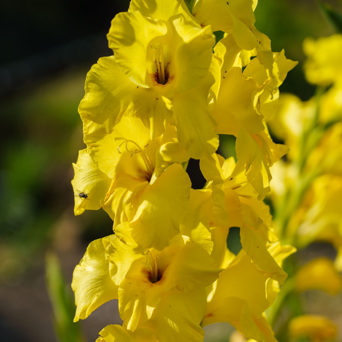 Gladiol Yellow Frans - Gladiolus - hlízy gladiol - 3 ks