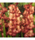 Gladiol Indian Summer - Gladiolus - hlízy gladiol - 3 ks