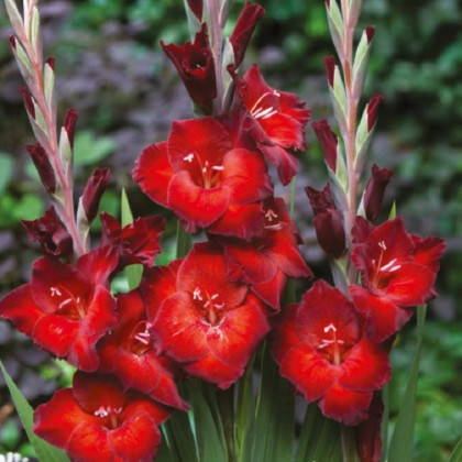 Gladiol Azuro - Gladiolus - hlízy gladiol - 3 ks