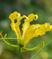 Glorióza Lutea - Popínavá lilie - Gloriosa - hlízy gloriózy - 1 ks