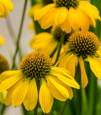 Třapatkovka žlutá - Echinacea - prostokořenná sazenice třapatkovky - 1 ks