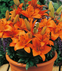 Lilie Abbersville Pride - Lilium - cibule lilií - 1 ks