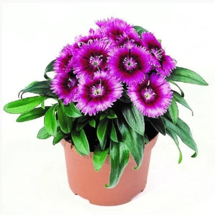 Hvozdík Chiba Purple Picotee F1 - Dianthus - osivo hvozdíku - 18 ks