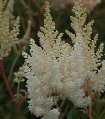 Čechrava Weisse Gloria - Astilbe arendsii - hlízy čechravy - 1 ks