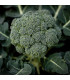 BIO Brokolice Rasmus KS - Brassica oleracea L. - bio osivo brokolice - 20 ks